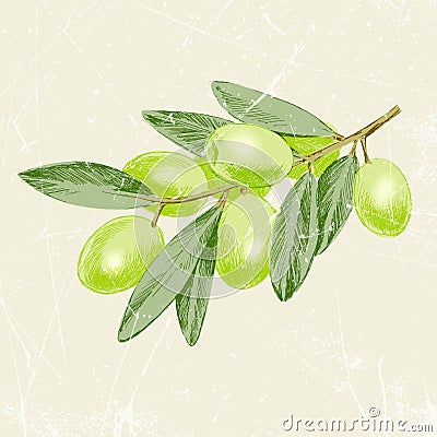 Hand drawn of vintage image olive branch. vector illustration Vector Illustration