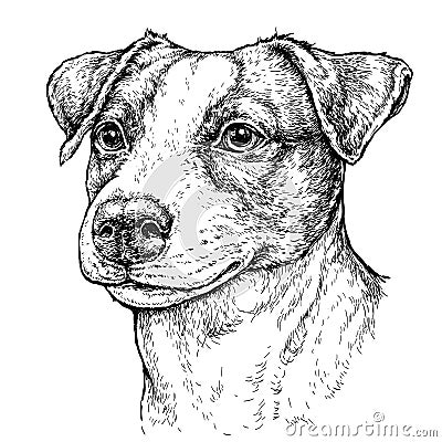 Hand drawn vintage style sketch of cute funny Jack Russell Terrier Dog. Vector Illustration Vector Illustration