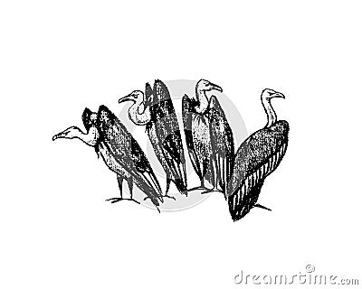 Hand drawn vultures Vector Illustration