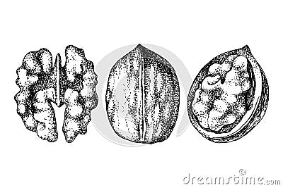 Hand drawn walnut nuts Vector Illustration