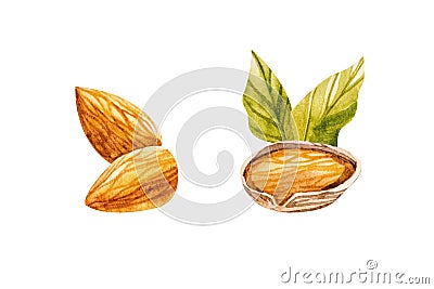 Hand drawn watercolor almonds with leaves, isolated on white background Stock Photo