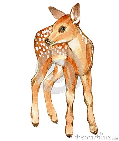 Hand drawn watercolor of baby deer. Stock illustration of fawn isolated on white background Cartoon Illustration