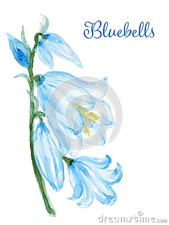Hand drawn watercolor bluebell flower illustration Painted bellflower botanical herbs isolated Cartoon Illustration