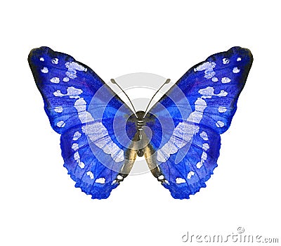 Hand drawn watercolor butterfly Morpho Cypris isolated on white Stock Photo