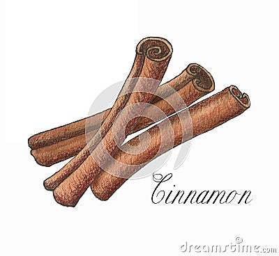 Hand drawn watercolor cinnamon sticks isolated on the white background. Cartoon Illustration