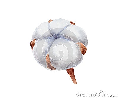 Hand drawn watercolor cotton boll plant isolated on white background. Stock Photo