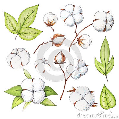 Hand drawn watercolor cotton flowers Stock Photo