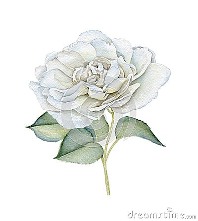 Hand drawn watercolor delicate white rose Stock Photo