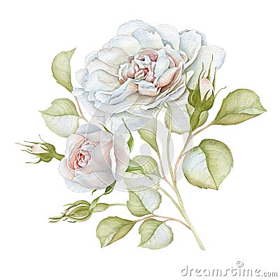 Hand drawn watercolor delicate white roses bouquet Stock Photo