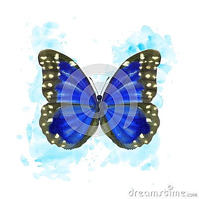 Hand drawn watercolor female butterfly Morpho Anaxibia on splattered background Stock Photo