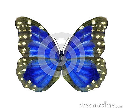 Hand drawn watercolor female butterfly Morpho Anaxibia isolated on white Stock Photo