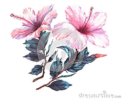 Hand-drawn watercolor floral illustration of the tender white with pink hibiscus flowers Cartoon Illustration