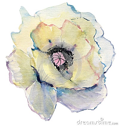 Hand drawn watercolor flower painting sketch. beautiful watercolor poppy on white background. Stock Photo