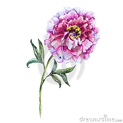 Hand drawn watercolor flowers Stock Photo