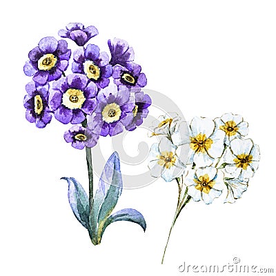 Hand drawn watercolor flowers Stock Photo