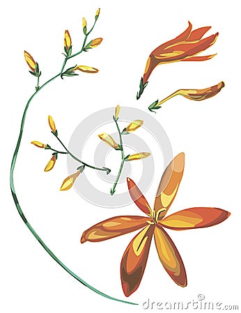 Hand drawn watercolor flowers set Bouquet of Crocosmia. Beautiful Realistic vector elements. No transparency and shadows Vector Illustration