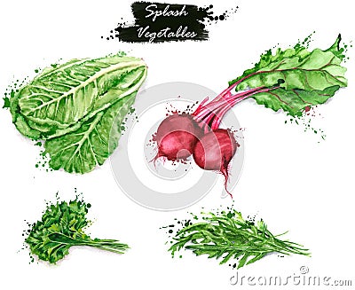 Hand-drawn watercolor food illustrations. Isolated drawings of the fresh vegetables - lettuce, red beet, parsley and arugula Cartoon Illustration