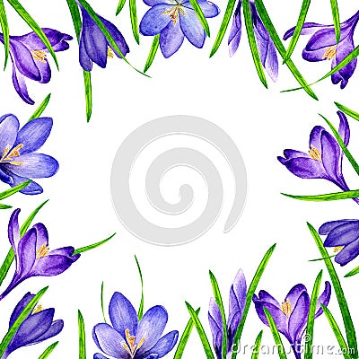 Hand drawn watercolor frame border with violet crocus saffron flowers and leaves elements 3029 Stock Photo