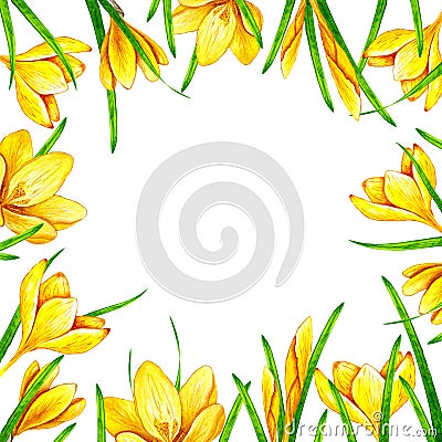 Hand drawn watercolor frame border with yellow crocus saffron flowers and leaves elements 3030 Stock Photo