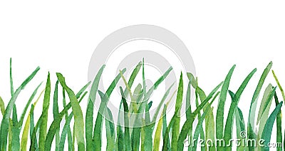 Hand drawn watercolor grass isolated on white background. Seamless pattern. Stock Photo