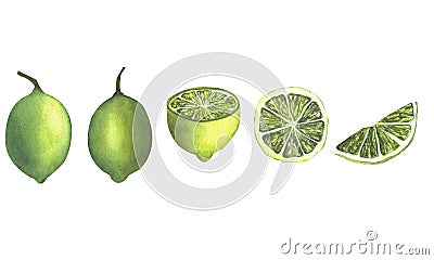 Hand drawn watercolor half, whole and slice of tasty limes Cartoon Illustration