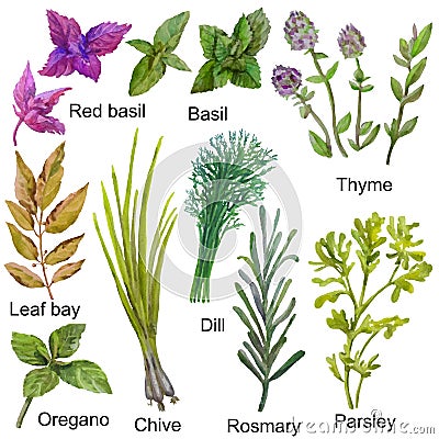 Hand drawn watercolor herbs for cooking. Parsley, oregano, thyme, Bay leaf, dill and Basil on white background. Vector Illustration