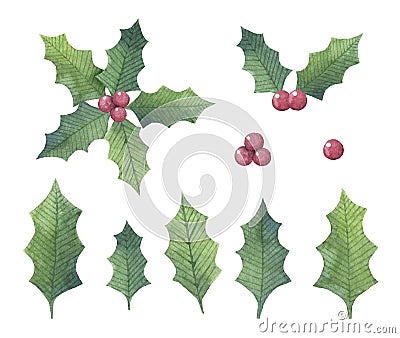 Hand drawn watercolor Holly leaf Stock Photo