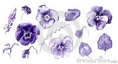 Hand drawn watercolor illustration African Violet Flowers Cartoon Illustration