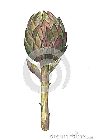 Hand drawn watercolor illustration of an artichoke. Isolated object on a white background Cartoon Illustration