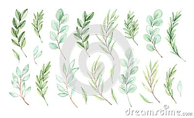 Hand drawn watercolor illustration. Botanical, vector, spring elements eucalyptus, fir-tree branches, leaves. Greenery. Floral Vector Illustration