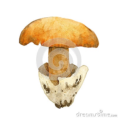 Hand drawn watercolor illustration of Caesar's mushroom amanita caesarea. Forest wood fungi fungus boletus, woodland Cartoon Illustration