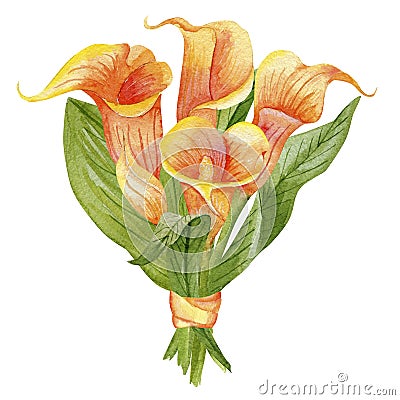 Blooming callas on white Cartoon Illustration