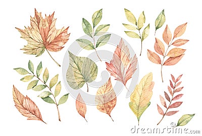 Hand drawn watercolor illustration. Collection with Fall leaves. Forest design elements. Hello Autumn! Perfect for seasonal Cartoon Illustration