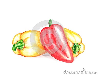 Hand drawn watercolor illustration of fresh sweet peppers - red and yellow. Isolated on the white background Cartoon Illustration