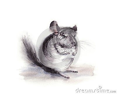 watercolor illustration of gray fluffy chinchilla isolated on white background Cartoon Illustration