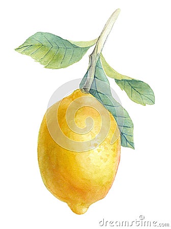 Hand drawn watercolor illustration - Lemon. Blossom plant with l Cartoon Illustration