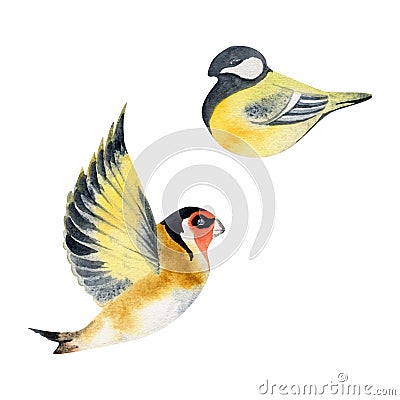 Hand drawn watercolor illustration nature animal small birds, flying goldfinch, tit chickadee songbird. Single object Cartoon Illustration