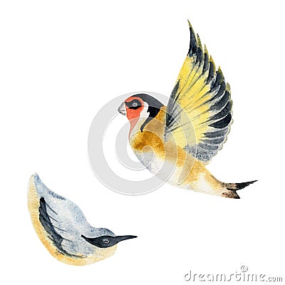 Hand drawn watercolor illustration nature animal small birds, flying goldfinch, wood nuthatch songbird. Single object Cartoon Illustration
