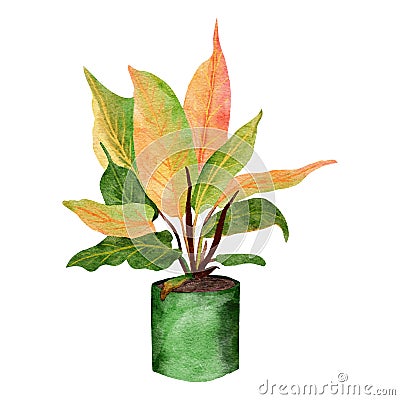 Hand drawn watercolor illustration of philodendron prince of orange houseplant, green leaves pastel pot plant flower Cartoon Illustration