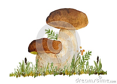 Hand drawn watercolor illustration of porcini cep edible boletus mushroom in grass. Forest wood woodland esign. Wild raw Cartoon Illustration