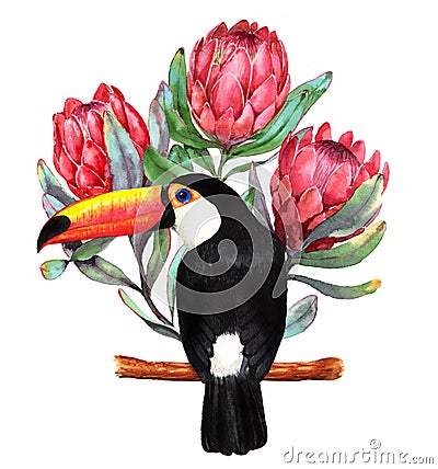 Hand-drawn watercolor illustration of red protea flowers and big black toucan bird Cartoon Illustration