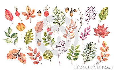 Hand drawn watercolor illustration. Set of fall leaves, acorns, Cartoon Illustration