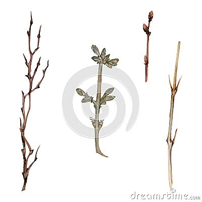 Hand drawn watercolor illustration shabby botanical tree bush shrub plant stem twig branch bud. Single object isolated Cartoon Illustration