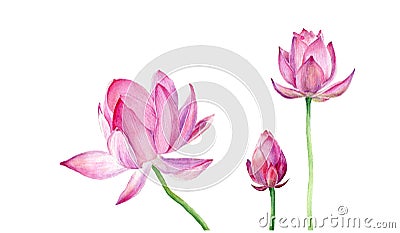 Hand drawn watercolor illustration Three pink Lotus. Vector Cartoon Illustration