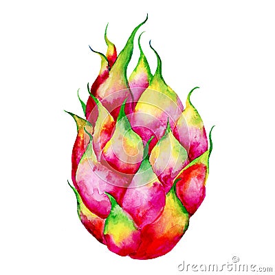 Hand drawn watercolor illustrations of dragon fruits pitaya isolated. Pitahaya sketch. Summer food illustration Cartoon Illustration
