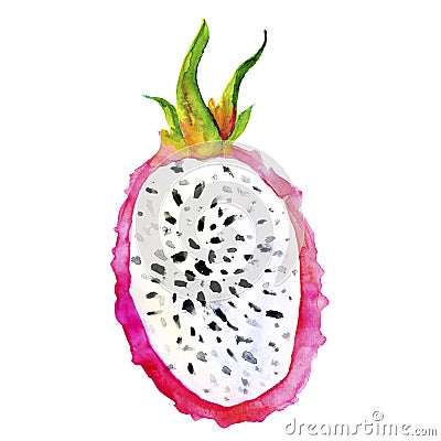 Hand drawn watercolor illustrations of dragon fruits pitaya isolated. Pitahaya sketch. Summer food illustration Cartoon Illustration