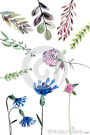 Watercolour field plants Cartoon Illustration