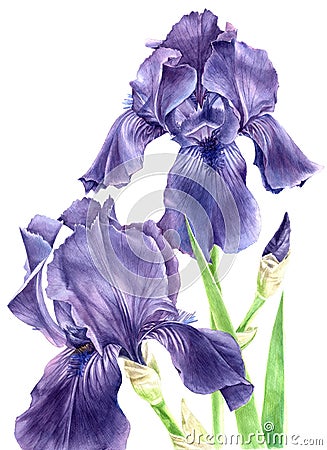 Hand drawn watercolor iris flowers Stock Photo