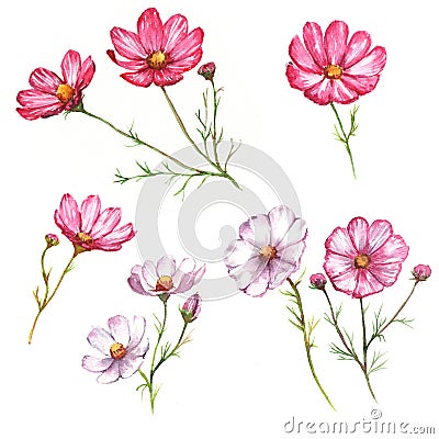 Hand-drawn watercolor isolated pink and white flowers Stock Photo