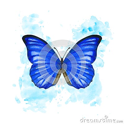 Hand drawn watercolor male butterfly Morpho Anaxibia on splattered background Stock Photo